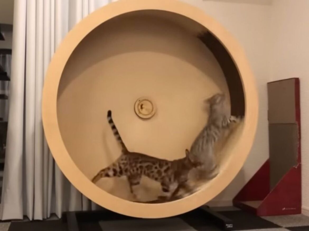 「初めて見た」「何度も見ちゃいます」 勢い余ってキャットホイールで《大回転》してしまった猫に爆笑 | オトナンサー
