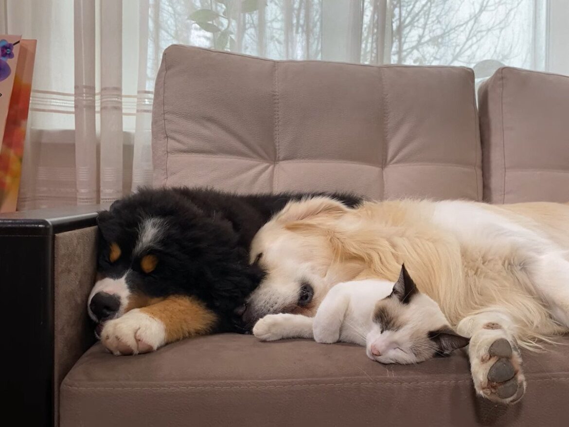自然と笑顔になっちゃうな…！ 《お兄ちゃん犬》にくっついて眠る子猫＆子犬たち…幸せすぎる光景に大反響 - オトナンサー