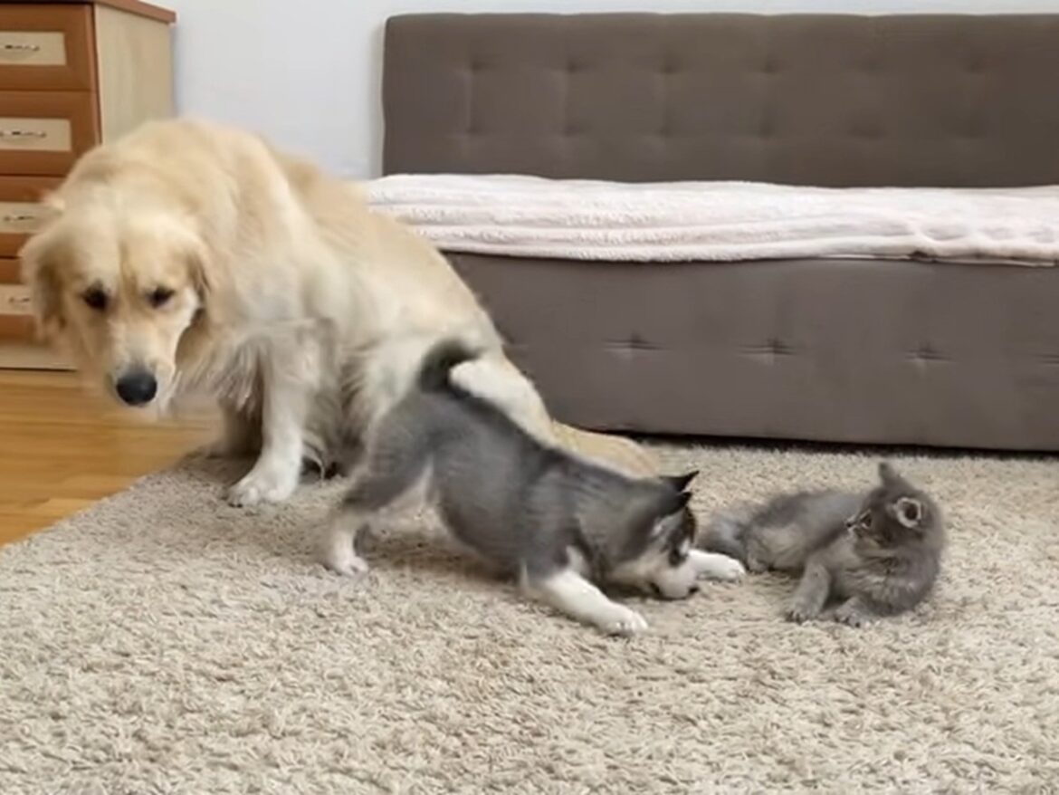 足をガブッとかまれても…子犬＆子猫を優しく見守る《まるで保護者》なゴールデンレトリバーに反響「最高」 | オトナンサー