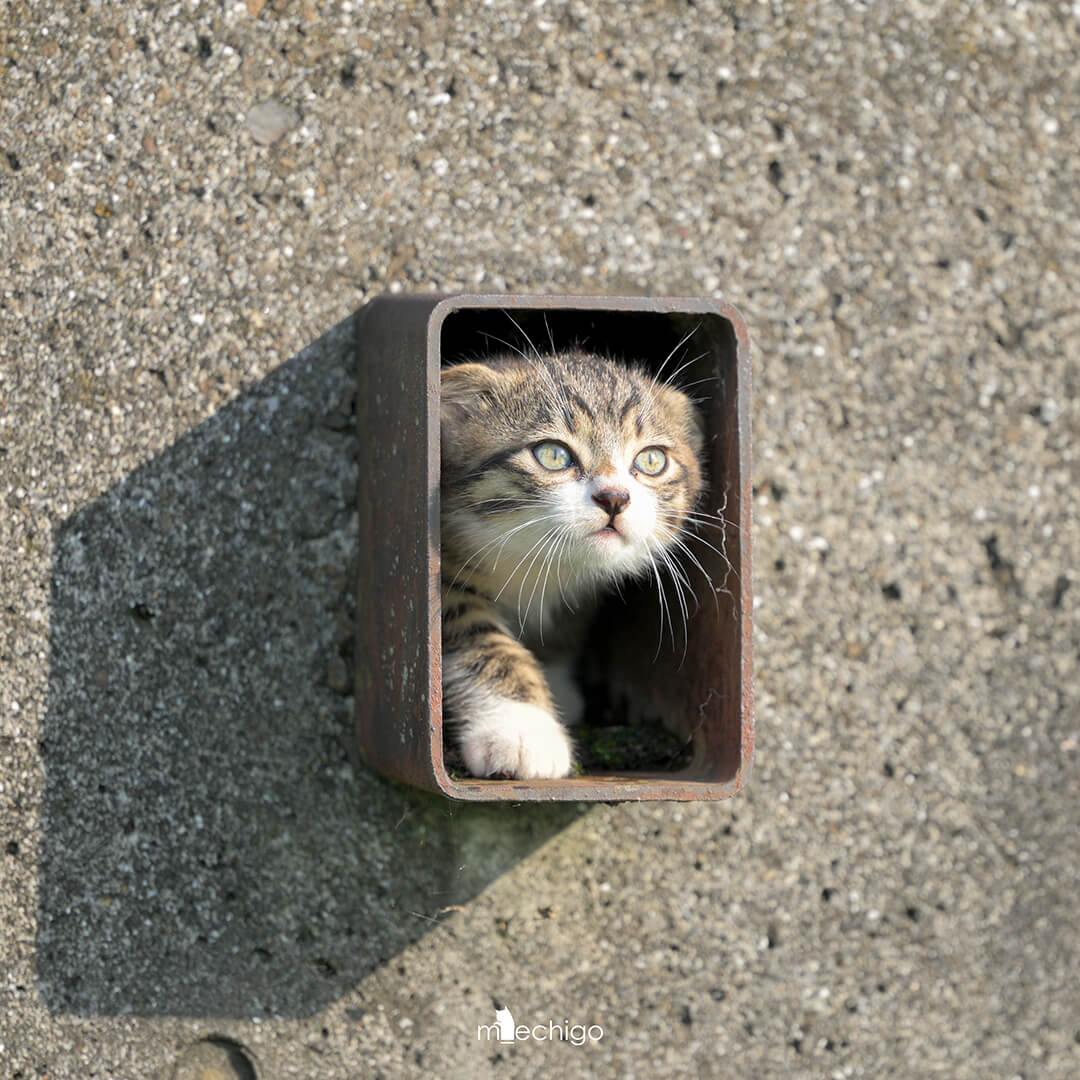 排水溝に隠れている猫ちゃん