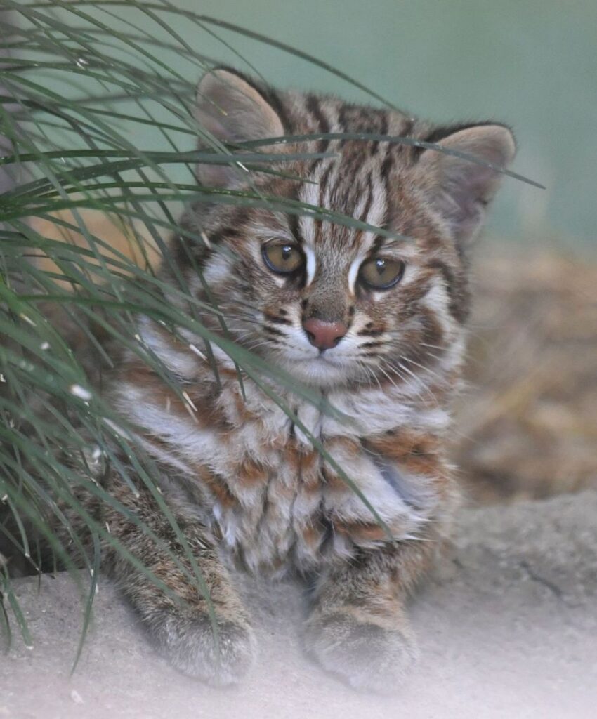 Tsushima leopard cat kittens are now open to the public for a limited time!：中日新聞Web