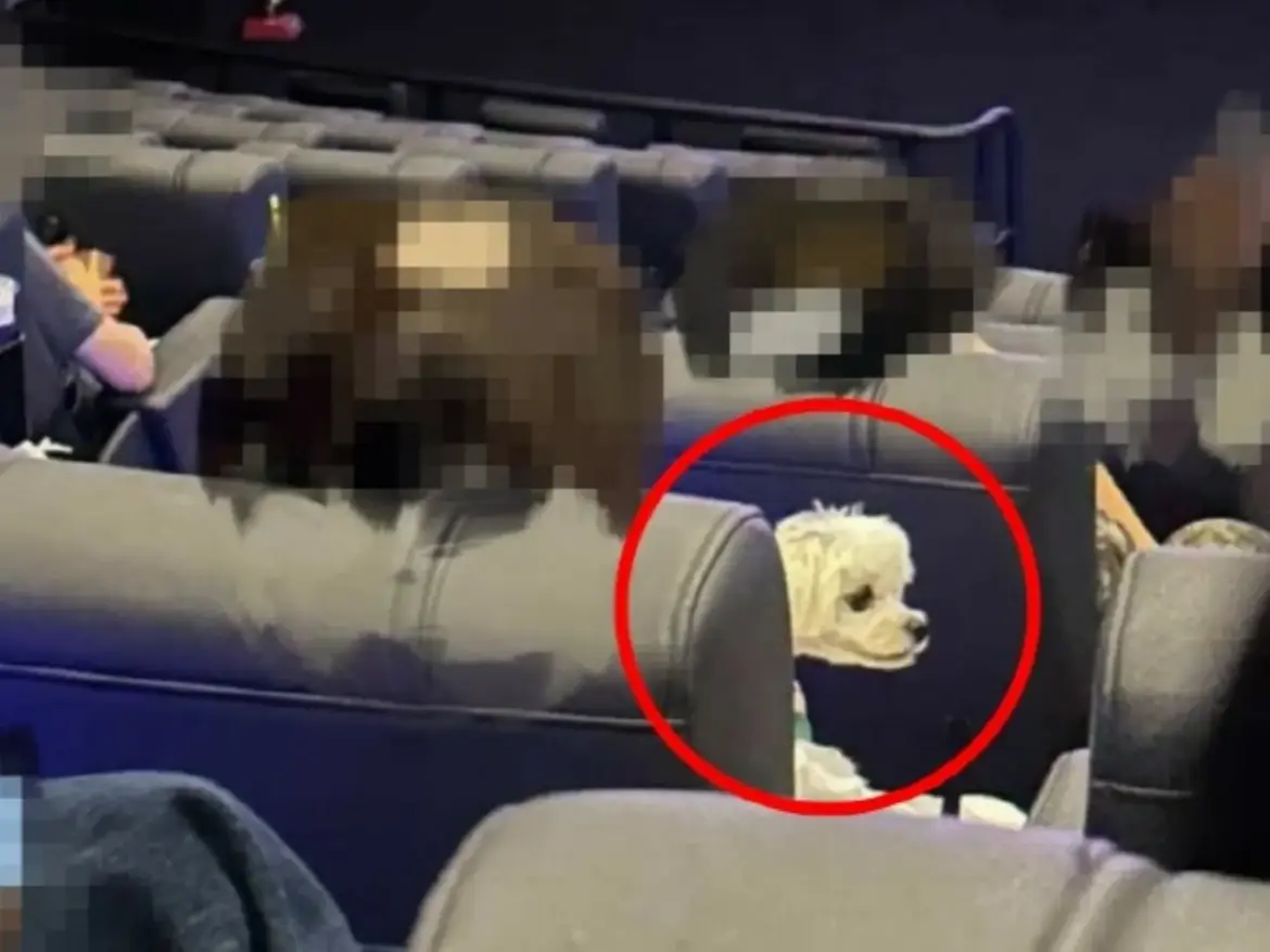 映画館で犬を抱く客が物議を醸す…世界初のペット同伴映画館、過去に韓国にあった | wowKorea（ワウコリア）