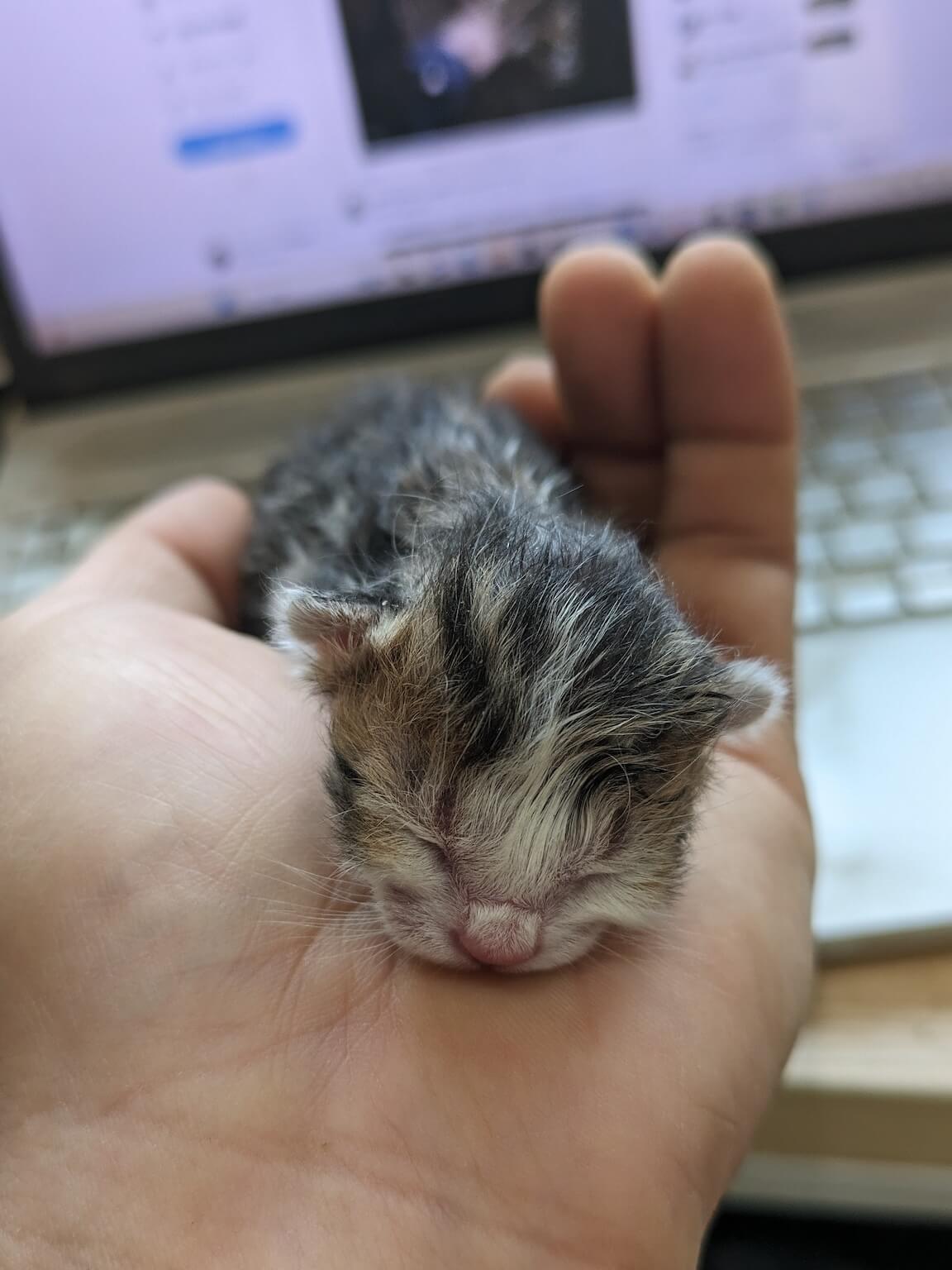 酪農家のお家に拾われた生まれての仔猫