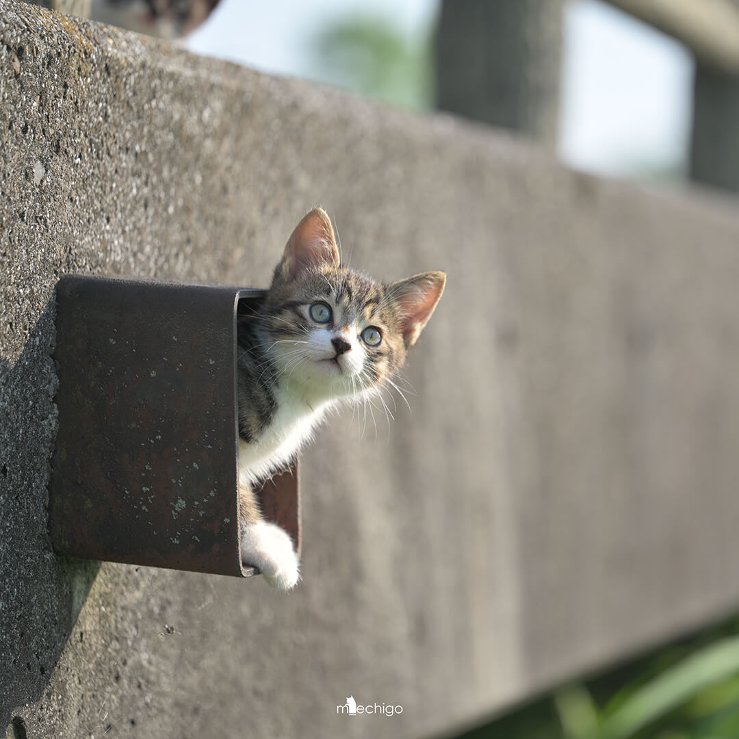 排水溝から顔を覗かせる猫ちゃん
