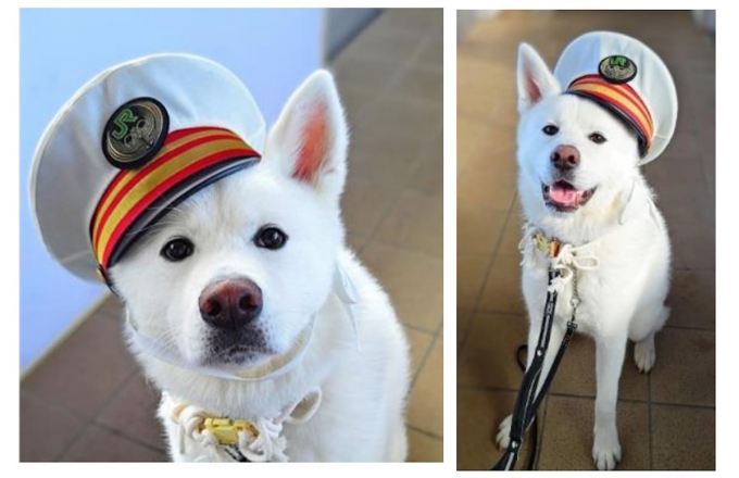 ニュース画像：2024年就任時の想空 - 「駅長は秋田犬の「想空」！10月1日から大館駅でおもてなし活動」