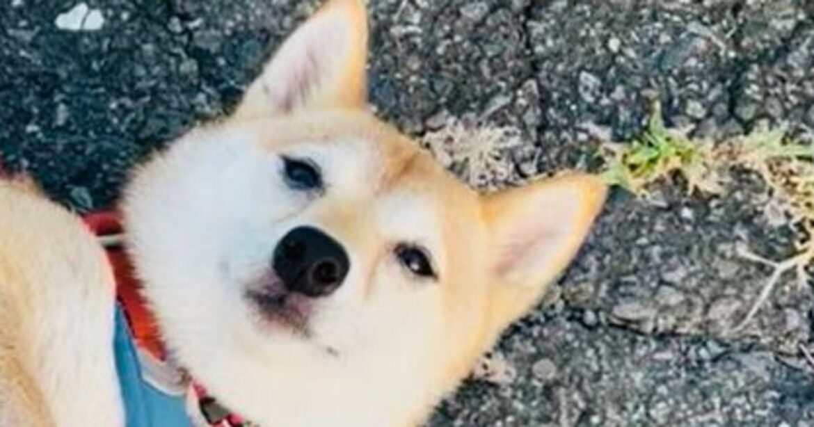 「ワンちゃん触っていいですか?」と交渉中に…⇒フライングでお腹を見せる豆柴に大反響 – ハフポスト 「ワンちゃん触っていいですか?」と交渉中に…⇒フライングでお腹を見せる豆柴に大反響 - ハフポスト