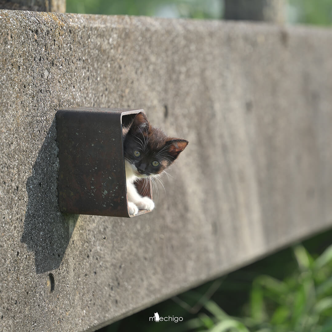 排水溝で遊んでいる子猫ちゃん