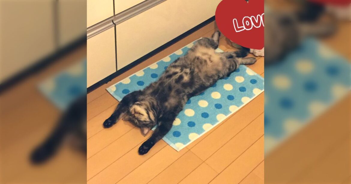 「この世に平たい犬がいるなら平たい猫もいるはずだ、平たい猫を見せてください」というポストに平たい猫に加え、もはや謎の生物のような写真が集まる - Togetter [トゥギャッター]