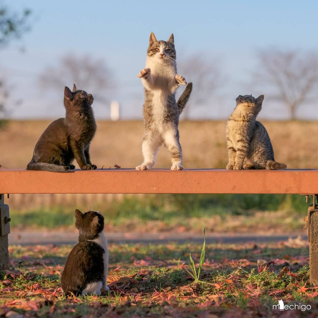 猫の注目を集める猫