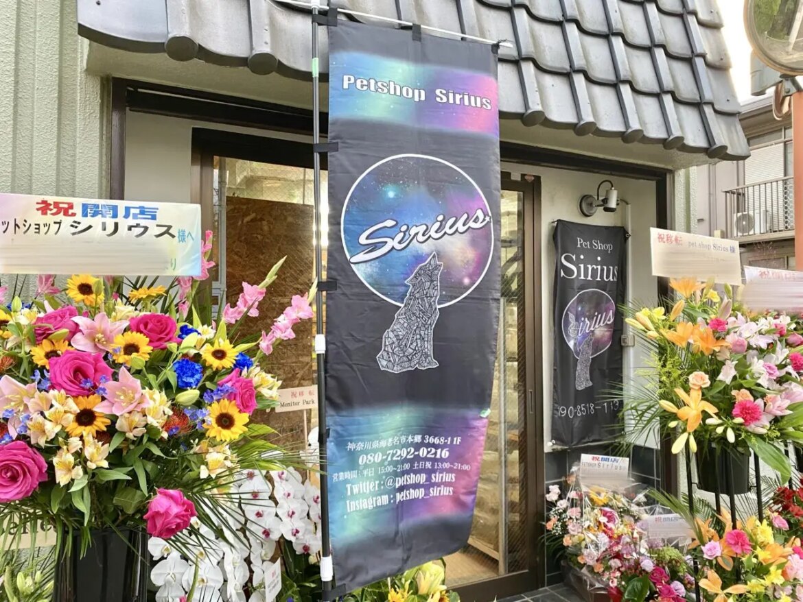 【相模原市中央区】中央5丁目の住宅街に爬虫類専門ペットショップ「Sirius」がオープンしました！9/14までオープニングセールを実施中