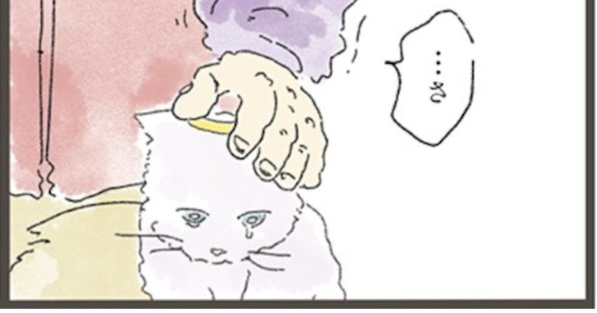 拾われて3カ月で病死。年老いた飼い主との再会で忘れられていたはずの猫が見た“真実”　（中山有香里） | FRaU