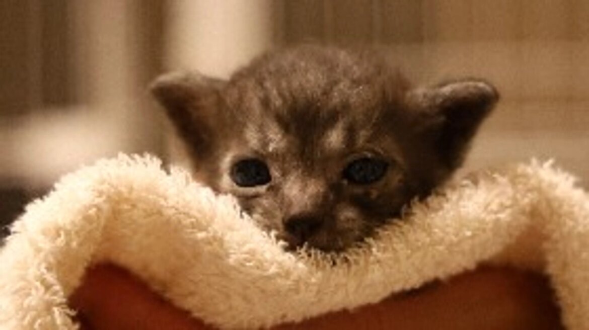 保護猫いぶきの手術費用ご支援のお願い せぴうるにゃんこサポーター募集(渡邉果菜里(せぴうるにゃん) 2025/09/04 投稿) – 継続寄付 READYFOR 保護猫いぶきの手術費用ご支援のお願い せぴうるにゃんこサポーター募集(渡邉果菜里(せぴうるにゃん) 2025/09/04 投稿) - 継続寄付 READYFOR