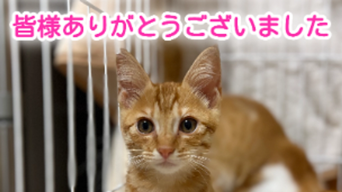 8月も皆様のおかげでたくさんの猫ちゃんに支援することができました！ 野良猫問題を根本から解決したい！不妊去勢手術支援の取り組み（一般社団法人動物愛護団体キーテイル 2025/09/09 投稿） - 継続寄付 READYFOR
