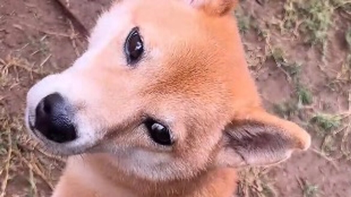 人間が1番怖い。 第二回!保護犬活動も応援できる”命をつなぐ”平飼い養鶏場の規模拡大(きみ萬露ファーム(舘野)イズファミリー(泉谷) 2025/09/11 投稿) – クラウドファンディング READYFOR 人間が1番怖い。 第二回!保護犬活動も応援できる”命をつなぐ”平飼い養鶏場の規模拡大(きみ萬露ファーム(舘野)イズファミリー(泉谷) 2025/09/11 投稿) - クラウドファンディング READYFOR