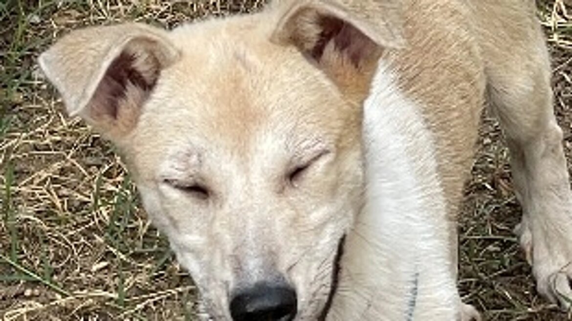 遊びを知らない｡ 第二回！保護犬活動も応援できる”命をつなぐ”平飼い養鶏場の規模拡大（きみ萬露ファーム(舘野)イズファミリー(泉谷) 2025/09/16 投稿） - クラウドファンディング READYFOR