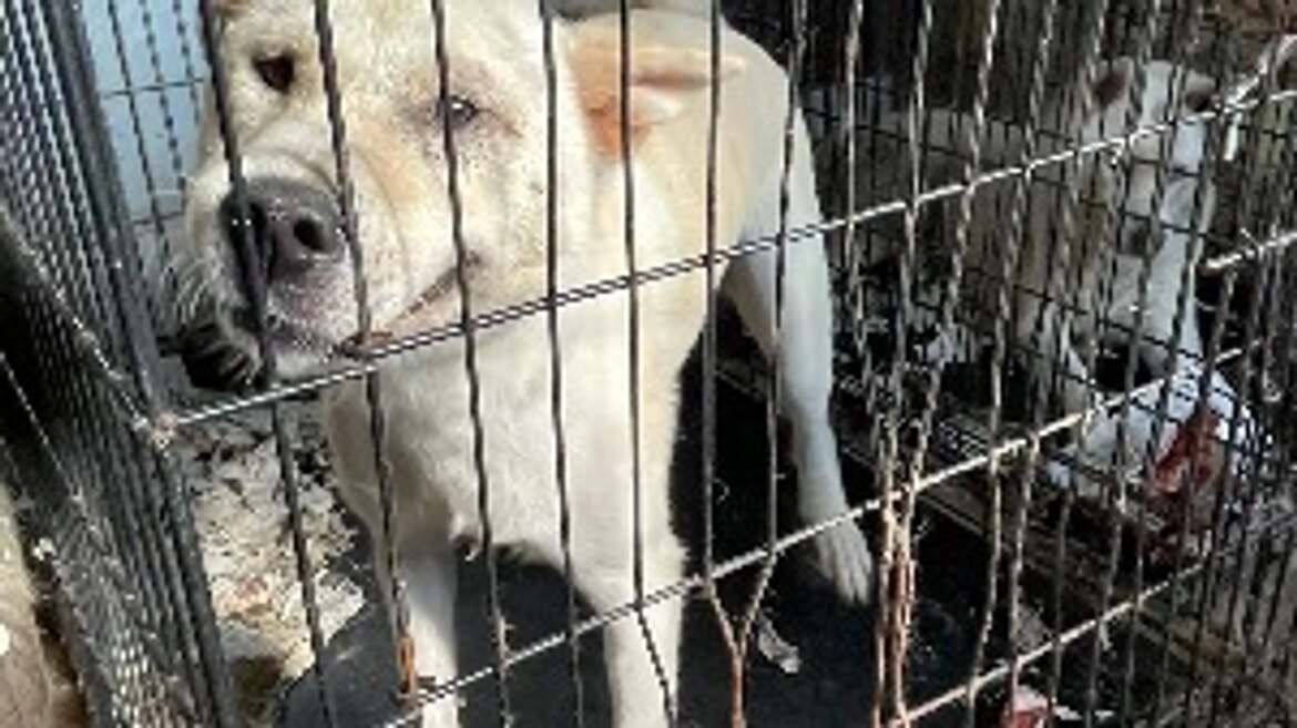 キャンセルからの予定変更 第二回！保護犬活動も応援できる”命をつなぐ”平飼い養鶏場の規模拡大（きみ萬露ファーム(舘野)イズファミリー(泉谷) 2025/09/21 投稿） - クラウドファンディング READYFOR