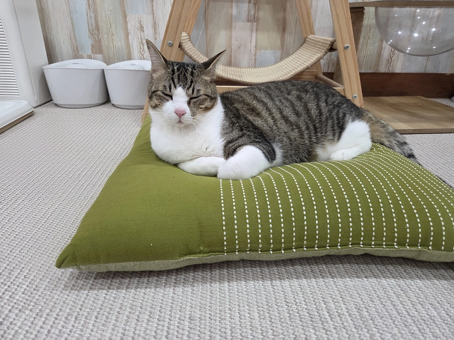 猫ちゃん達のご報告✨ 猫ちゃん達が幸せになれる為の譲渡型保護猫カフェ(一般社団法人ひだまり 2025/09/08 投稿) – クラウドファンディング READYFOR 猫ちゃん達のご報告✨ 猫ちゃん達が幸せになれる為の譲渡型保護猫カフェ(一般社団法人ひだまり 2025/09/08 投稿) - クラウドファンディング READYFOR