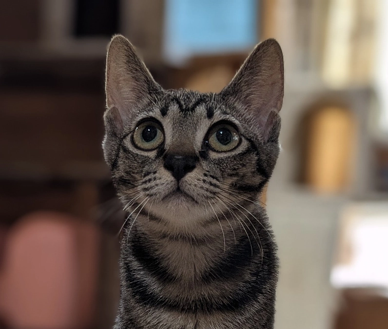 9月になりました!! 35匹の山の猫達を助けたい!(シゲトシユキエ 2025/09/06 投稿) – クラウドファンディング READYFOR 9月になりました!! 35匹の山の猫達を助けたい!(シゲトシユキエ 2025/09/06 投稿) - クラウドファンディング READYFOR