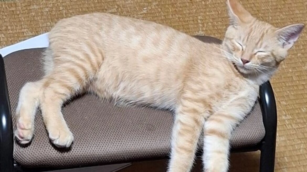 返礼品発送しました！ 【山猫の家】猫保護施設の修繕費と維持のために！（石河　宏【山猫の家主】 2025/09/06 投稿） - クラウドファンディング READYFOR