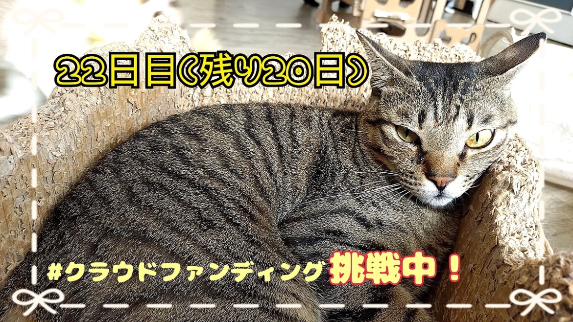 是非見てって！もぐもぐタイム！ 猫まる茶屋｜過酷な沖縄の外猫たちの命のバトンを繋ぎ続けるために（nekomaruchaya 2025/09/10 投稿） - クラウドファンディング READYFOR