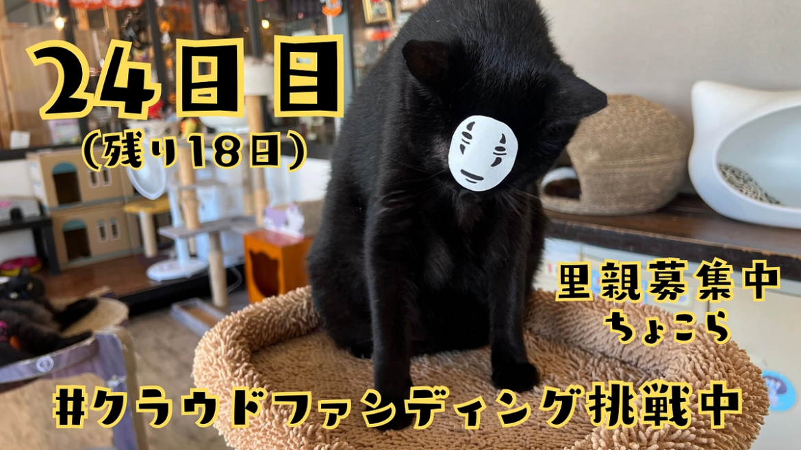 24日目。猫のシフト制!? 猫まる茶屋|過酷な沖縄の外猫たちの命のバトンを繋ぎ続けるために(nekomaruchaya 2025/09/12 投稿) – クラウドファンディング READYFOR 24日目。猫のシフト制!? 猫まる茶屋|過酷な沖縄の外猫たちの命のバトンを繋ぎ続けるために(nekomaruchaya 2025/09/12 投稿) - クラウドファンディング READYFOR