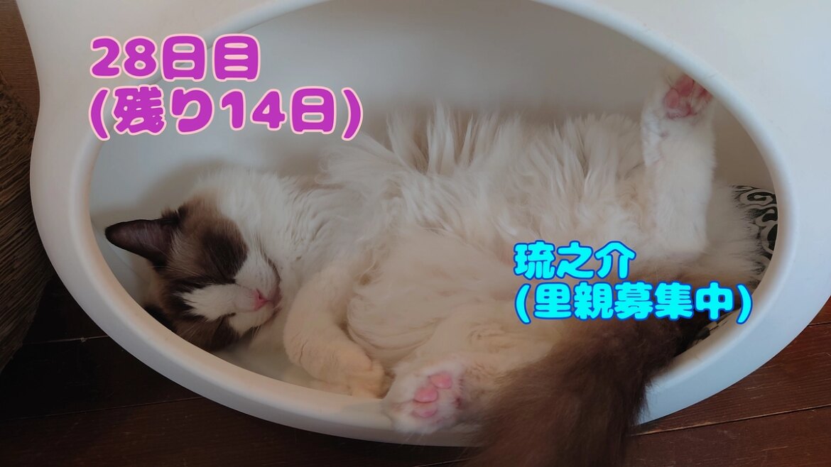 小松菜推しスタッフと猫まるの出会い。 猫まる茶屋｜過酷な沖縄の外猫たちの命のバトンを繋ぎ続けるために（nekomaruchaya 2025/09/16 投稿） - クラウドファンディング READYFOR
