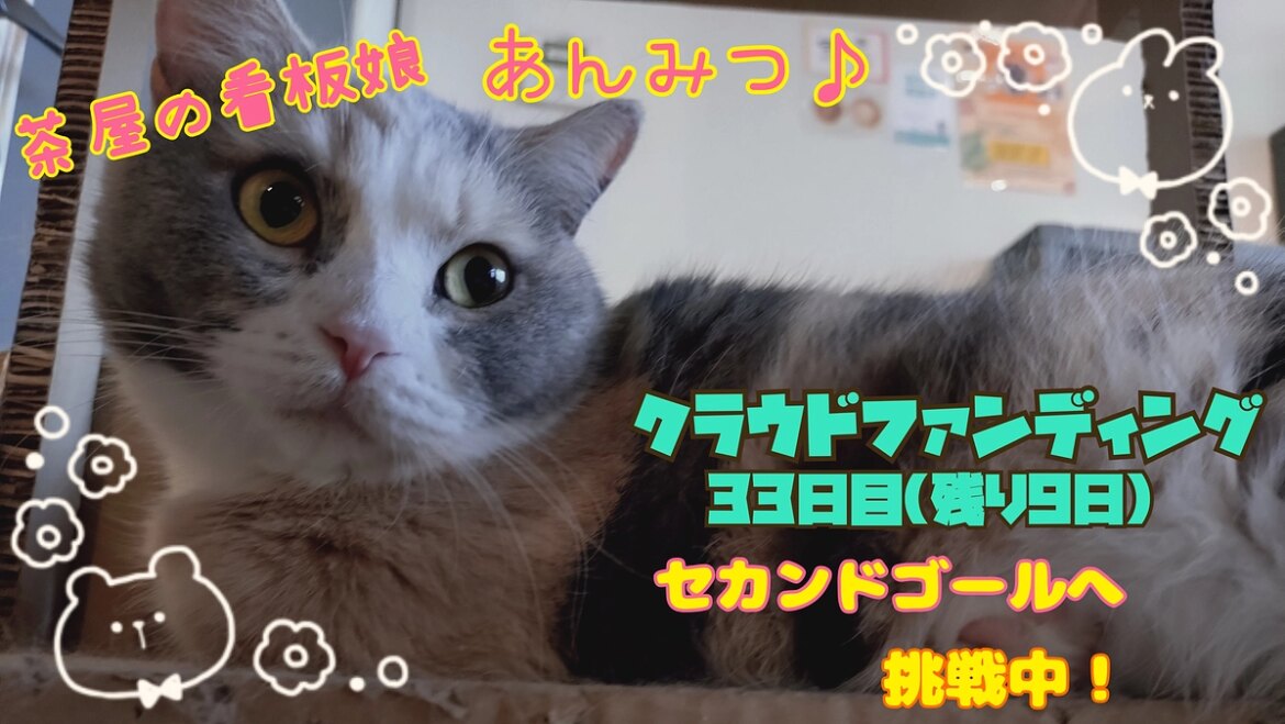 FIP(猫伝染性腹膜炎)って？ 猫まる茶屋｜過酷な沖縄の外猫たちの命のバトンを繋ぎ続けるために（nekomaruchaya 2025/09/21 投稿） - クラウドファンディング READYFOR