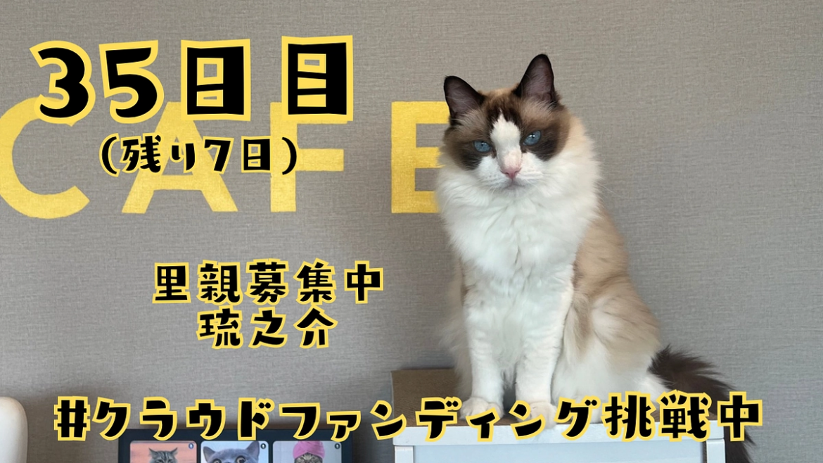 1枚の写真に込めた私の想い。 猫まる茶屋｜過酷な沖縄の外猫たちの命のバトンを繋ぎ続けるために（nekomaruchaya 2025/09/23 投稿） - クラウドファンディング READYFOR