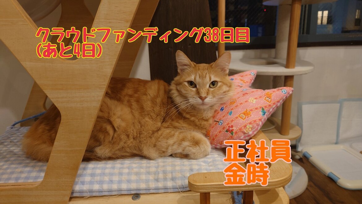 猫カフェのお仕事・閉店後編。 猫まる茶屋｜過酷な沖縄の外猫たちの命のバトンを繋ぎ続けるために（nekomaruchaya 2025/09/26 投稿） - クラウドファンディング READYFOR