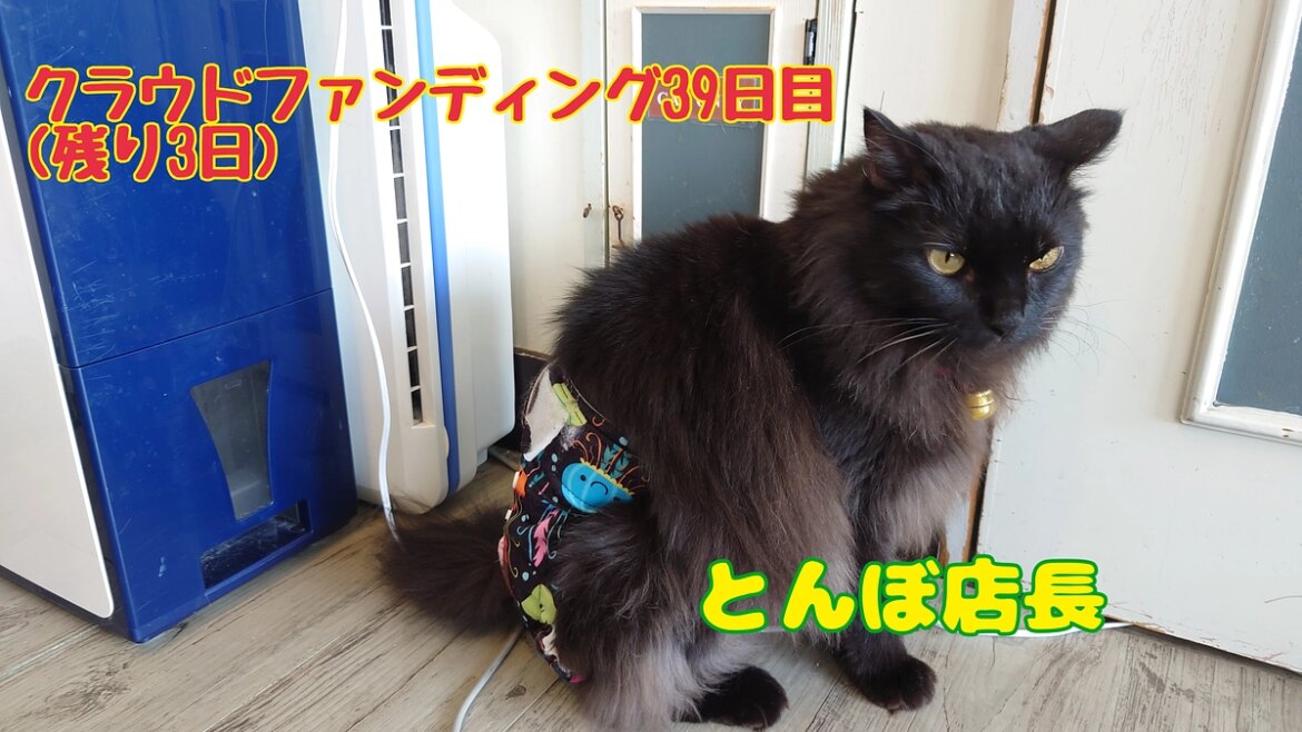 とんぼ店長のパン☆コレ 猫まる茶屋｜過酷な沖縄の外猫たちの命のバトンを繋ぎ続けるために（nekomaruchaya 2025/09/27 投稿） - クラウドファンディング READYFOR