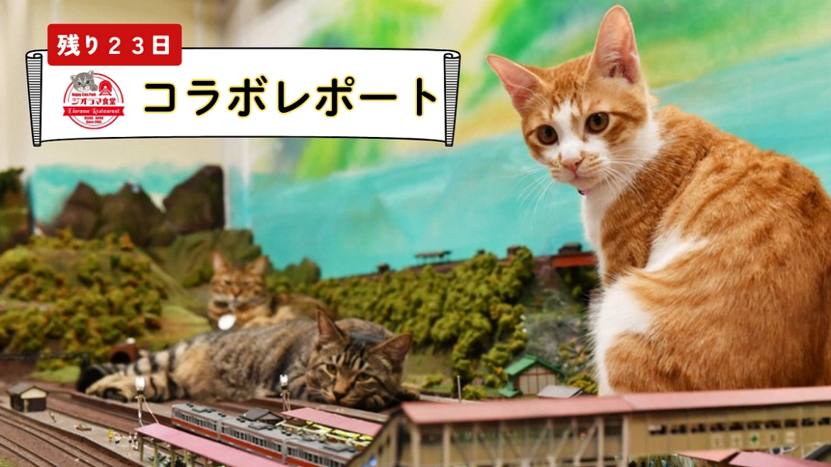 【ジオラマ食堂】コラボレポート！ NPO設立ここからが本番！猫たちの命をつなぐために（NPO法人Cherish 2025/09/07 投稿） - クラウドファンディング READYFOR