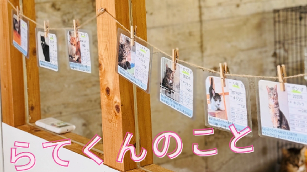 らてくんのこと 「ミニねこ食パン」で保護猫を助けたい！（保護ねこ施設ティアハイム小学校 2025/09/26 投稿） - クラウドファンディング READYFOR