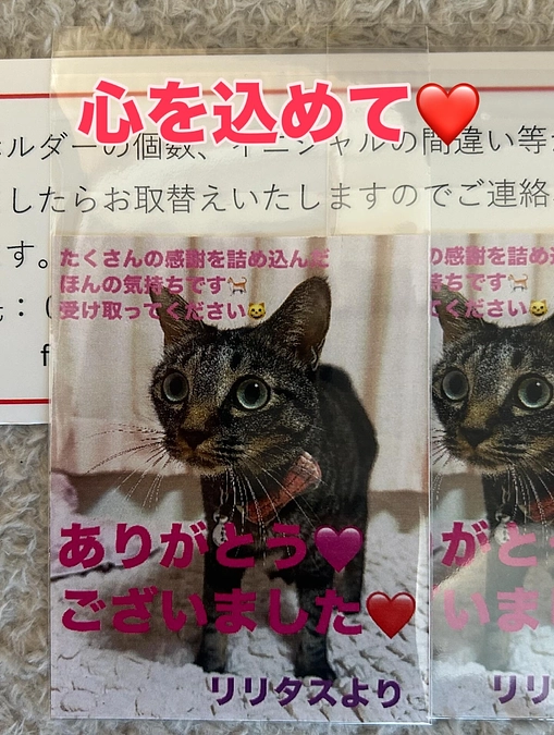 リターン発送と入金確認 耳道内腫瘤(しゅりゅう)。2歳の保護猫リリタス。助けてください。(中川 2025/09/12 投稿) – クラウドファンディング READYFOR リターン発送と入金確認 耳道内腫瘤(しゅりゅう)。2歳の保護猫リリタス。助けてください。(中川 2025/09/12 投稿) - クラウドファンディング READYFOR