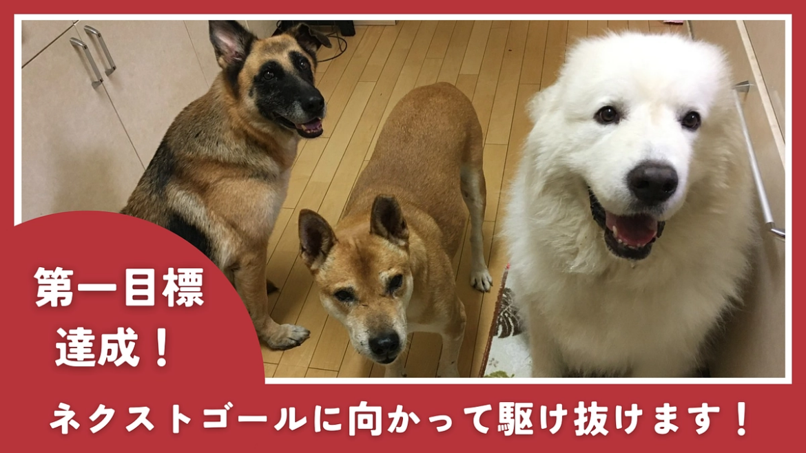 【ご支援ありがとうございます！】第一目標達成への感謝と、ネクストゴール挑戦への想い 貰い手の少ない中・大型犬を救うために。活動継続と施設拡大にご支援を（こはくのおうち 2025/09/11 投稿） - クラウドファンディング READYFOR