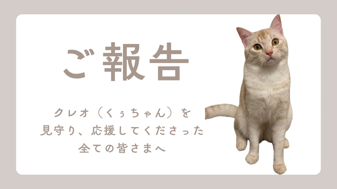 【ご報告】 大切な愛猫クレオを抗がん剤で救いたい。(わたなべ 2025/09/17 投稿) – クラウドファンディング READYFOR 【ご報告】 大切な愛猫クレオを抗がん剤で救いたい。(わたなべ 2025/09/17 投稿) - クラウドファンディング READYFOR