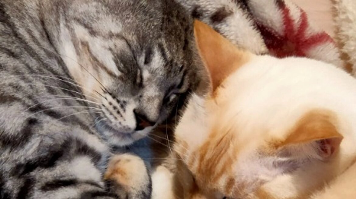 ルーチェの状況 鼻腔内リンパ腫になってしまった愛猫ルーチェを助けたいです。（松本玲美 2025/09/04 投稿） - クラウドファンディング READYFOR
