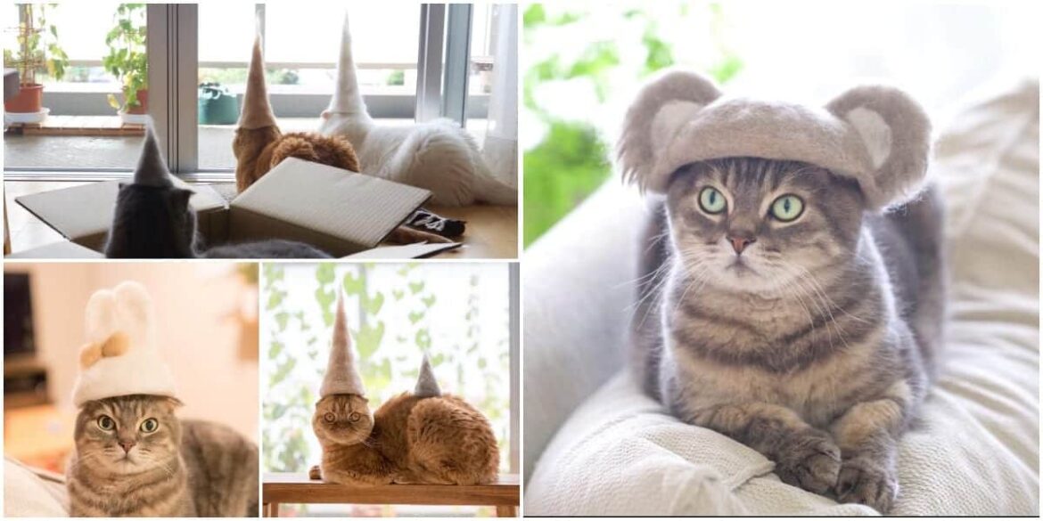 Japanese Photographer Gets Creative With "Cat Hats" From Her Cats' Sheddings