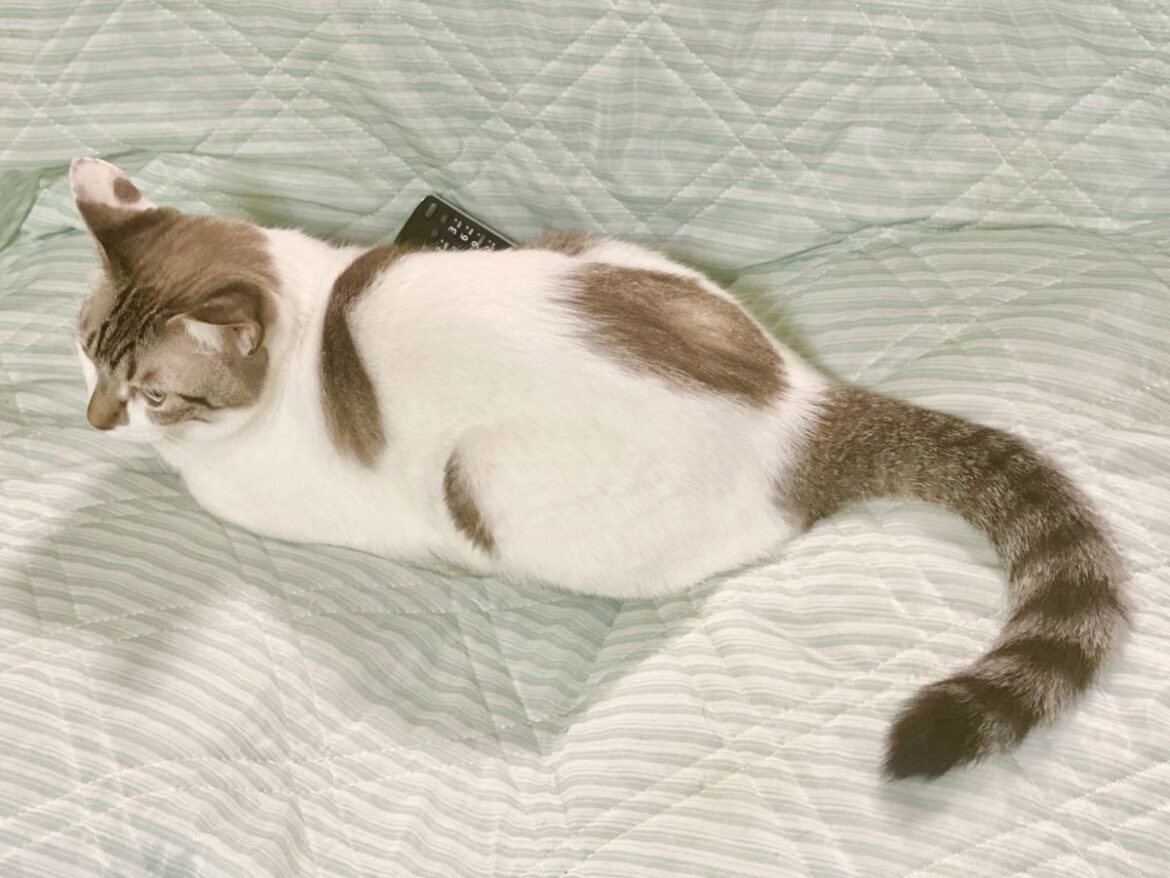 王様のようにソファを占領する猫 飼い主の行動に「爆笑」「共感しかない」【猫の行動4選】 - grapee.jp