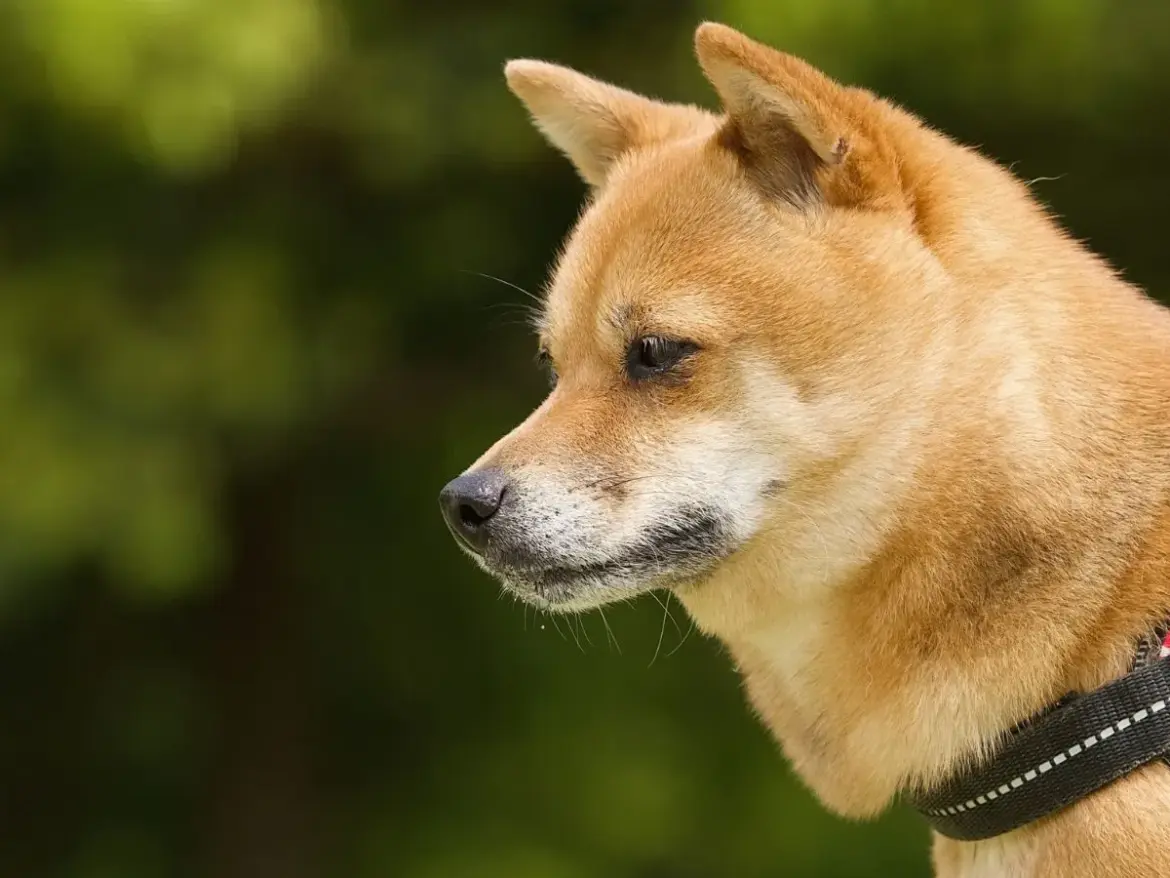 「悪い顔してる」 柴犬の表情に「ヤバイやつだ」「笑い止まらん」【愛犬との散歩4選】 - grapee.jp
