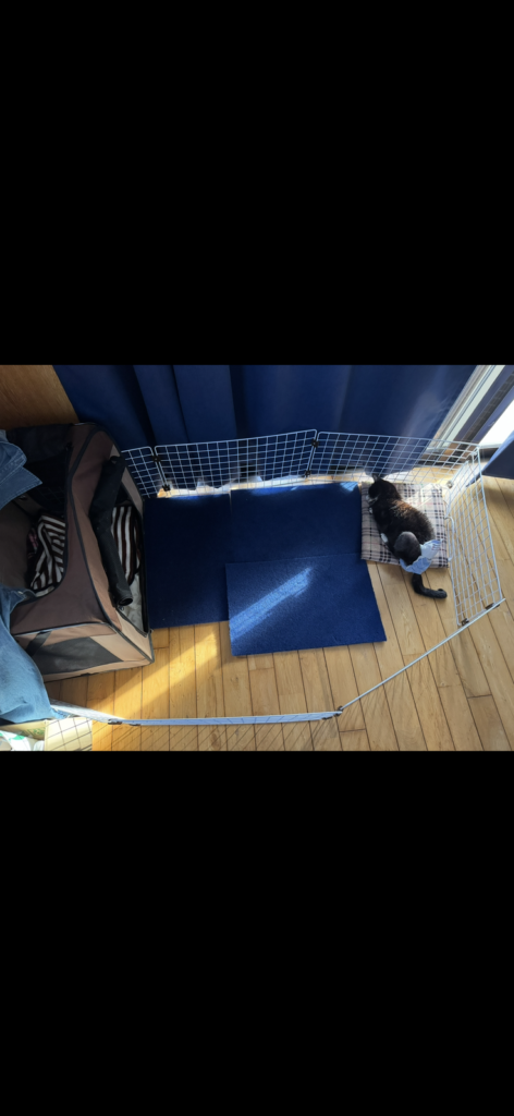 9/1の緊急診察の報告 元野良シニア猫に最後の幸せを（髙安 2025/09/10 投稿） - クラウドファンディング READYFOR