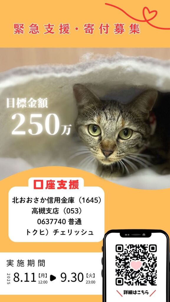 いよいよ後半戦・・・ NPO設立ここからが本番！猫たちの命をつなぐために（NPO法人Cherish 2025/09/10 投稿） - クラウドファンディング READYFOR