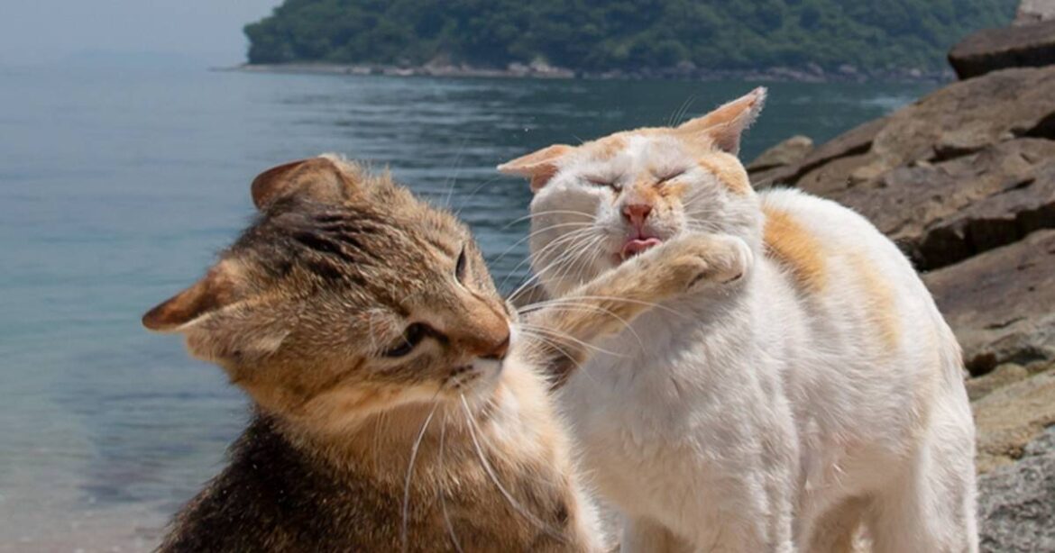 「ぐへっ!」猫写真家が捉えた「強烈パンチをくらう猫」衝撃的な瞬間(沖 昌之) | FRaU 「ぐへっ!」猫写真家が捉えた「強烈パンチをくらう猫」衝撃的な瞬間(沖 昌之) | FRaU