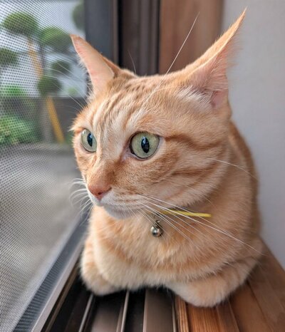 投稿の画像