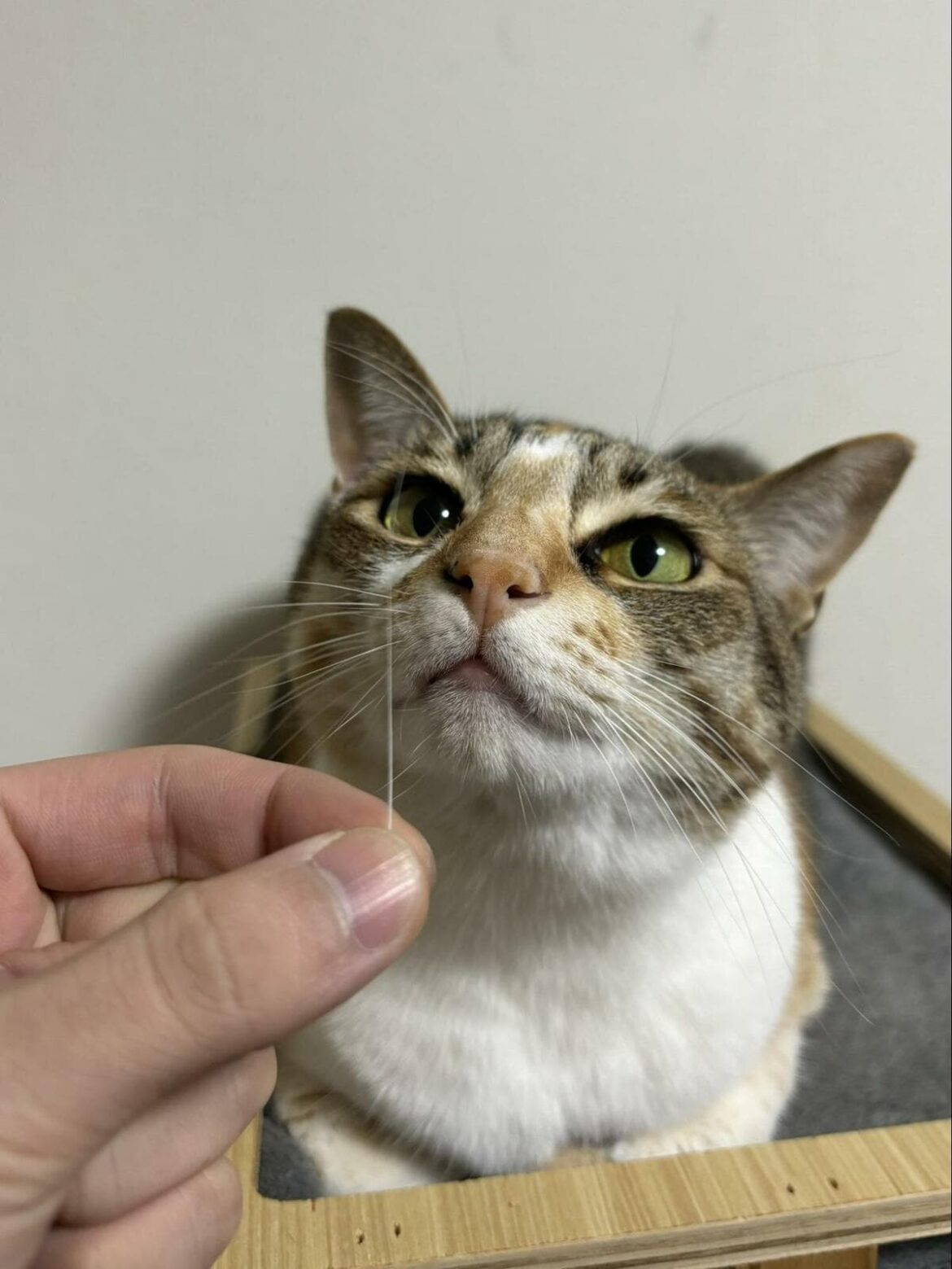 「ヒゲ落ちてたから刺してみた」 まさかの光景に5万1000いいね – LIMO | くらしとお金の経済メディア 「ヒゲ落ちてたから刺してみた」 まさかの光景に5万1000いいね - LIMO | くらしとお金の経済メディア