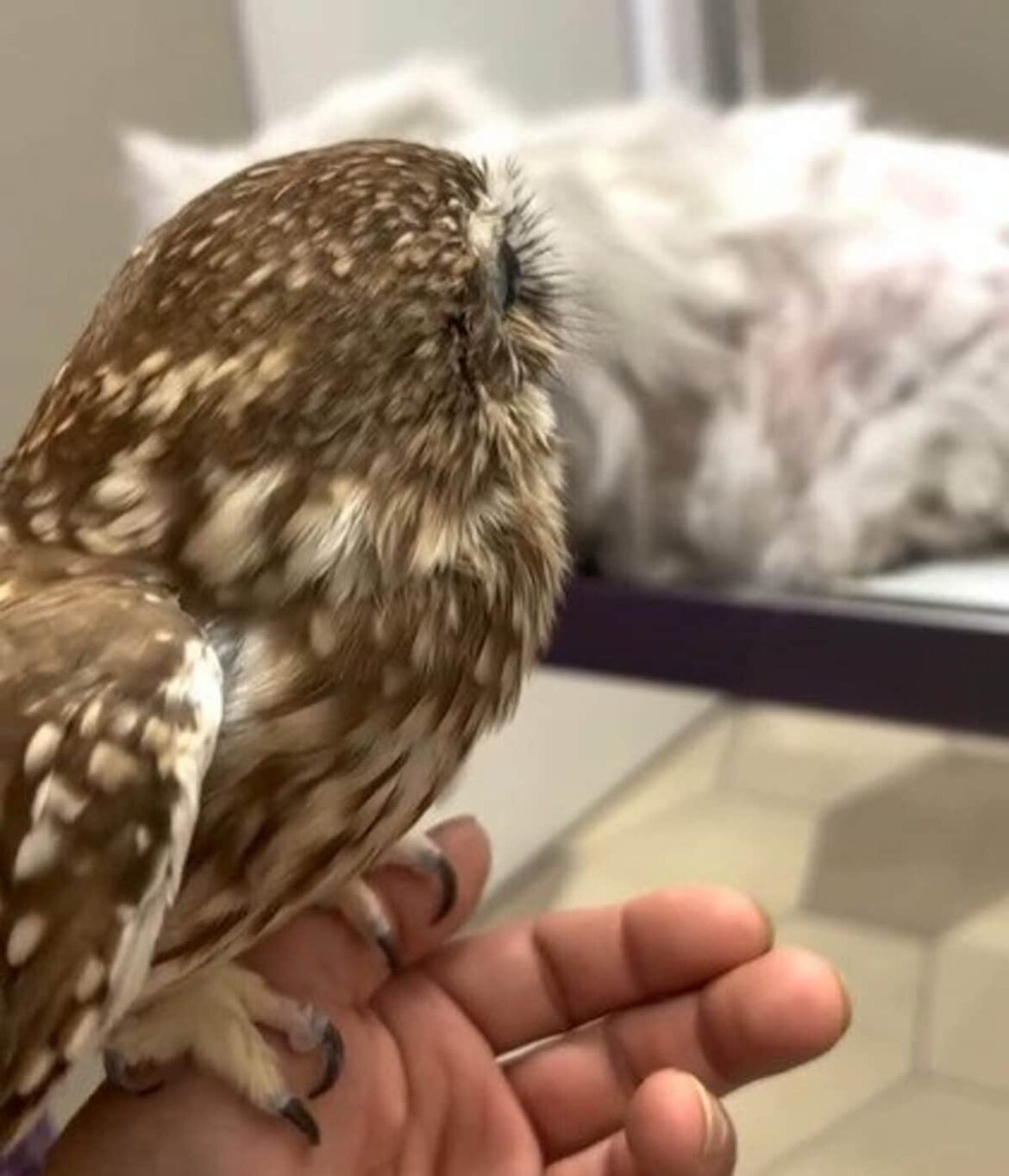 猫ちゃんに「寄り添ってて優しい」……病院で緊張する兄猫を〈見守るフクロウ〉の健気な姿に反響続々！ 「家族愛を感じる」「健康に長生きしてね」の声 | LIMO | くらしとお金の経済メディア