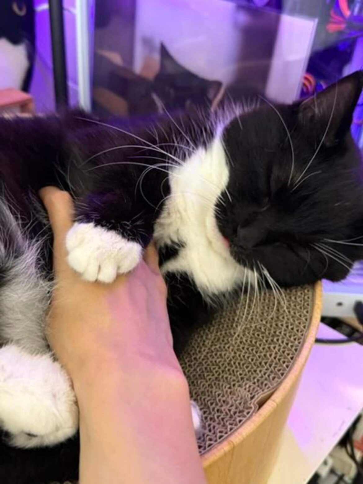 お腹を撫でられ気持ち良すぎた結果？！猫ちゃんまさかの表情に「やっぱりうにちゃんは最強」の声 なんともいえない寝顔が愛くるしい | LIMO | くらしとお金の経済メディア