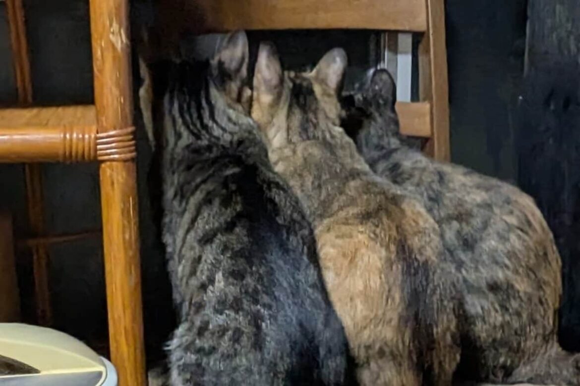 ヤモリを見つけた猫3匹…夢中な様子がかわいすぎる！「後ろ姿が最高に愛らしい」など反響多数 「こういうのが良いんですよ」「背中に好奇心って書いてある」などの声も | LIMO | くらしとお金の経済メディア