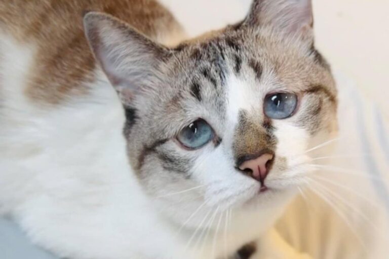 猫からの「遊ぼう」を待たせたら…　心がギュッとなる展開に「絶望感が凄くて抱きしめたい」 | LIMO | くらしとお金の経済メディア