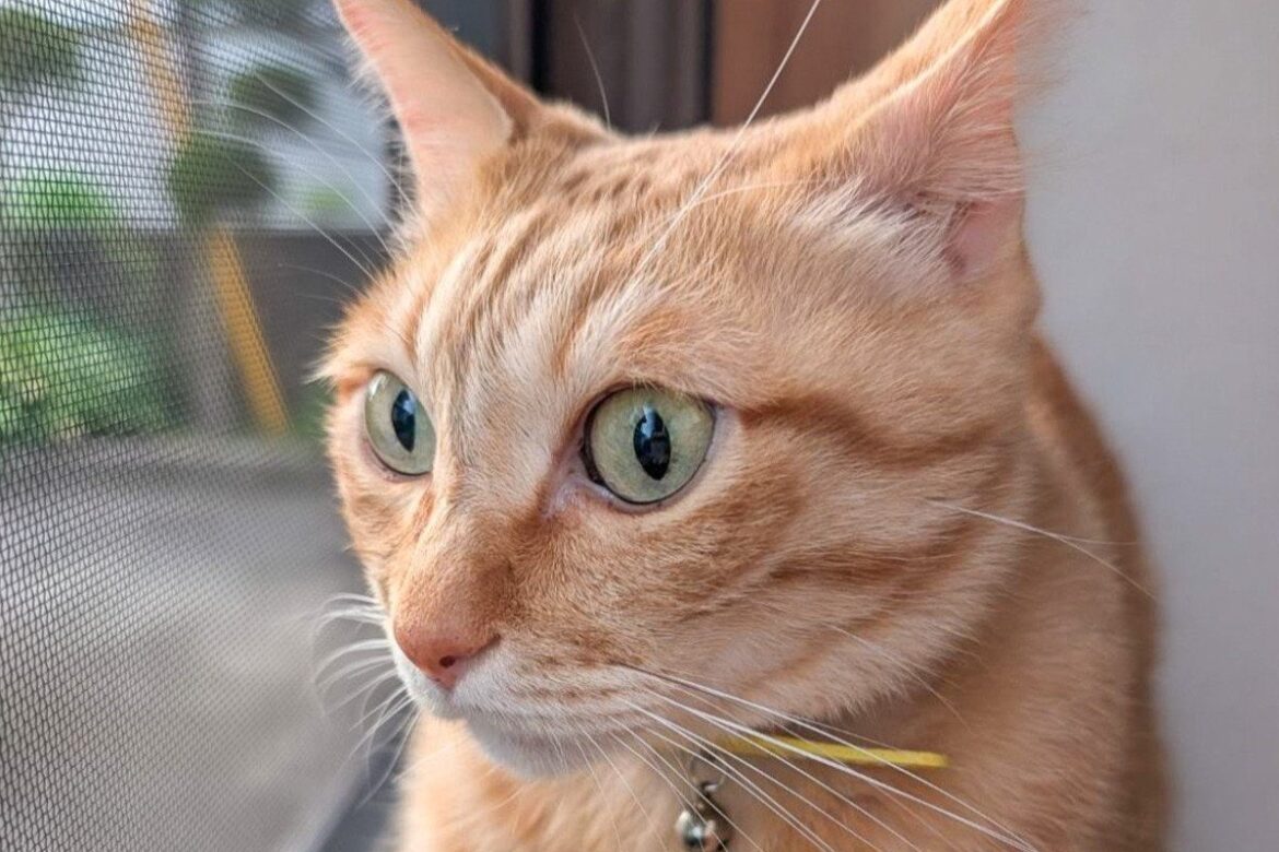 【衝撃】美猫が驚きの変貌を遂げる→思わず二度見してしまう表情に3万いいね | LIMO | くらしとお金の経済メディア