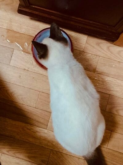 投稿の画像
